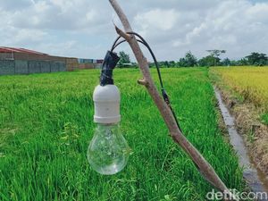Petani Magetan Tewas Tersetrum Saat Perbaiki Jebakan Tikus di Sawah Petani Magetan Tewas Tersetrum Saat Perbaiki Jebakan Tikus di Sawah