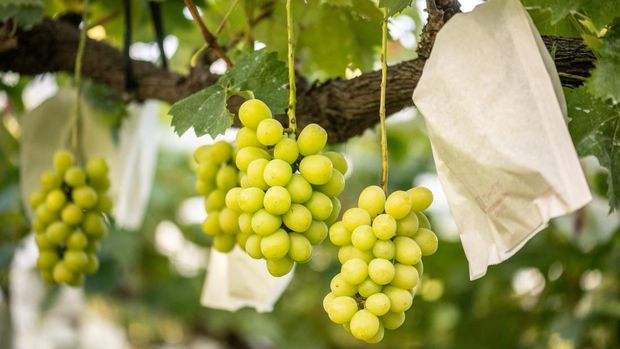 This picture taken on September 14, 2023 shows Shine Muscat grapes growing on Yuki Nakamura's farm in Tomi city, Nagano Prefecture. The variety of juicy, pricey grape that Yuki Nakamura is harvesting as the sun rises over his farm took scientists 33 years to develop, only to be 