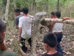 Ular Piton 5 Meter Mangsa Anak Sapi di Konawe Selatan Ditebas Warga