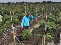 Balada Petani Cabai Indramayu: Dihantam El Nino-Harga Tak Stabil