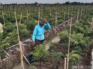 Balada Petani Cabai Indramayu: Dihantam El Nino-Harga Tak Stabil Balada Petani Cabai Indramayu: Dihantam El Nino-Harga Tak Stabil