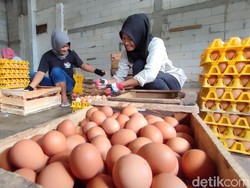 Asa Peternak Ayam Petelur Ciamis Raup Untung saat Momen Nataru