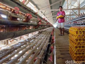 Bikin Kandang Ternak Jangan Asal-asalan, Ini Aturannya Bikin Kandang Ternak Jangan Asal-asalan, Ini Aturannya