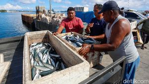 Potret Aktivitas Jual Beli Ikan Pelabuhan Tobelo