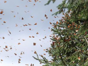 Potret Kupu-kupu Raja Migrasi ke Meksiko demi Hindari Dingin Potret Kupu-kupu Raja Migrasi ke Meksiko demi Hindari Dingin