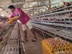 Mantul! Kampung di Ciamis Bisa Hasilkan Rp  500 Juta/Hari dari Telur Ayam