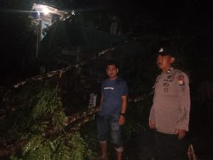 Pohon Tumbang Timpa Rumah di Tana Toraja, Lansia 72 Tahun Tewas
