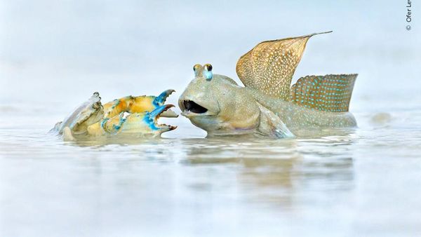 Foto Satwa Liar Favorit Bikin Terkesima & Terenyuh, Ada Indonesia