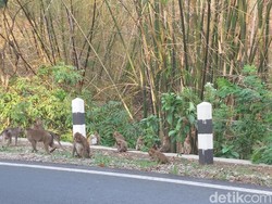 Wisata Keramat Plangon Cirebon, Lokasi dan Harga Tiket Masuk