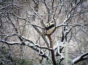 Pecah Rekor, China Alami Gelombang Dingin Terlama dalam Sejarah Pecah Rekor, China Alami Gelombang Dingin Terlama dalam Sejarah