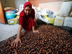 Berkat Internet, Pengusaha Biji Pala Tak Sulit Lagi Pasarkan Produk