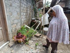 Tak Cuma di Pengasih, Bunga Bangkai Sempat Gegerkan Temon Dikira Bau Mayat Tak Cuma di Pengasih, Bunga Bangkai Sempat Gegerkan Temon Dikira Bau Mayat