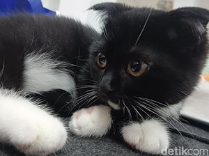 30 Nama Hewan dalam Bahasa Minang, Lengkap dengan Contoh Kalimat