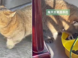 Gemas! Kucing di China Ini Hobinya Minta Mie ke Restoran Setiap Hari
