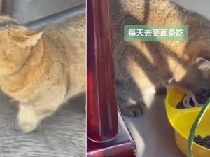Gemas! Kucing di China Ini Hobinya Minta Mie ke Restoran Setiap Hari Gemas! Kucing di China Ini Hobinya Minta Mie ke Restoran Setiap Hari