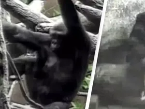 Viral Gorila Besar Selamatkan Bocah 3 Tahun Terjatuh ke Kandang