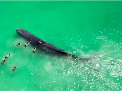 Nasib Pilu Paus Sperma yang Mati Sia-sia