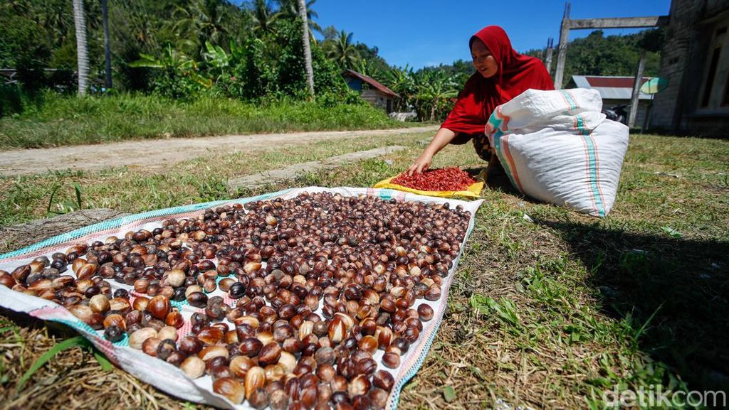 Potret Produksi Biji Pala, Primadona Rempah Halmahera Utara Potret Produksi Biji Pala, Primadona Rempah Halmahera Utara