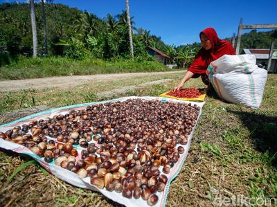 Potret Produksi Biji Pala, Primadona Rempah Halmahera Utara