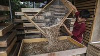 Raup Cuan dari Budi Daya Ulat Pakan Burung