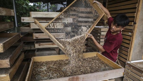 Raup Cuan dari Budi Daya Ulat Pakan Burung