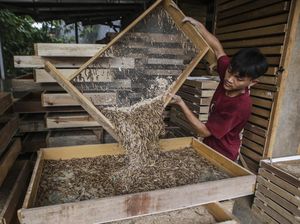 Raup Cuan dari Budi Daya Ulat Pakan Burung