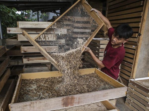 Raup Cuan dari Budi Daya Ulat Pakan Burung