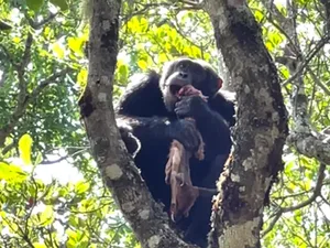 Horor! Simpanse Kedapatan Gerogoti Daging Kijang Muda