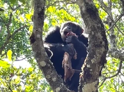 Horor! Simpanse Kedapatan Gerogoti Daging Kijang Muda
