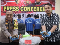 Polisi Gagalkan Penyelundupan 223 Kg Sisik Trenggiling, 3 Pelaku Ditangkap