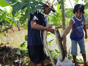 Heboh 2 Warga Ciamis Tangkap Ular Sanca Pakai Tangan Kosong