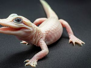 Langka! Bayi Aligator Putih Pertama Lahir, Netizen Diminta Cari Nama
