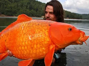 Ikan Mas Raksasa yang Bikin Geger Kanada Ikan Mas Raksasa yang Bikin Geger Kanada
