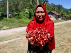 Pala Jadi Primadona, Pengusaha Asal Pulau Doi Bisa Raup Puluhan Juta