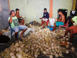 Tinggal Halo, Pengusaha Gula Aren Kembangkan Usaha Berkat Internet Tinggal Halo, Pengusaha Gula Aren Kembangkan Usaha Berkat Internet