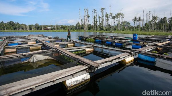 Genjot Ekonomi, TNI di Tobelo Bantu Kembangkan Keramba Ikan Tawar
