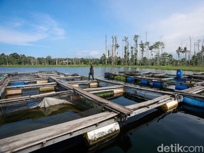 Genjot Ekonomi, TNI di Tobelo Bantu Kembangkan Keramba Ikan Tawar