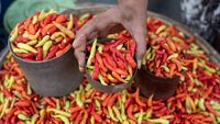 Harga Cabai Rawit Makin Pedas di Palu