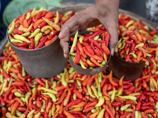 Harga Cabai Rawit Makin Pedas di Palu