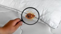 Cara Membasmi Kutu Busuk di Kasur, Apakah Cukup dengan Dijemur?