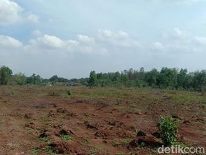 Lara Sobur, Kehilangan 60 Ton Singkong Siap Panen gegara Dicuri
