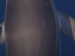 Lumba-lumba Super Langka Terjepret Kamera, Punya Ibu Jari