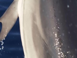 Lumba-lumba Super Langka dengan Jempol Kaki