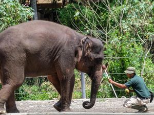 2 Gajah di Solo Safari Mati dalam 3 Bulan, BKSDA Gelar Pemeriksaan 2 Gajah di Solo Safari Mati dalam 3 Bulan, BKSDA Gelar Pemeriksaan