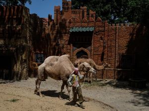 Melihat Unta hingga Zebra di Kebun Binatang Solo Safari