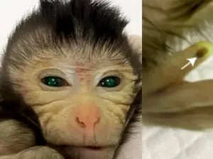 Monyet Buatan Lab China Punya Mata Warna Hijau Monyet Buatan Lab China Punya Mata Warna Hijau