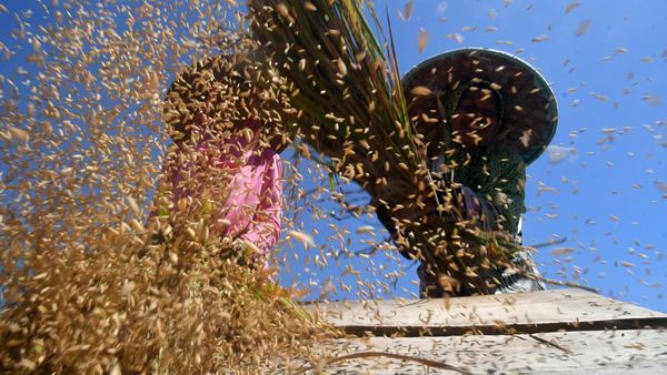 Padi Organik Jadi Alternatif Atasi Krisis Pangan