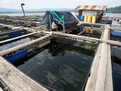 Warga Halut Sukses Budi Daya Ikan Tawar di Danau Galela, Cuan Puluhan Juta