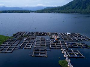 Cerita Petani Ikan Air Tawar di Halmahera Utara Jualan Lewat Facebook & X Cerita Petani Ikan Air Tawar di Halmahera Utara Jualan Lewat Facebook & X
