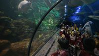 Destinasi Libur Nataru di Sea World Ancol